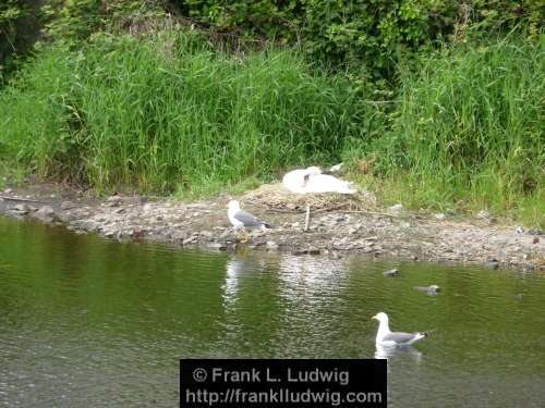 Breeding Swan